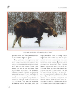 Олег Малов: Охота на парнокопытных