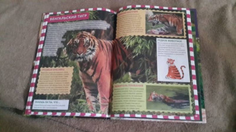 Джунгли. Животные и птицы