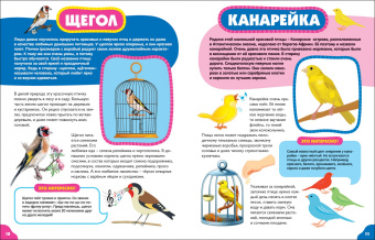 Анна Забирова: Птицы для малышей