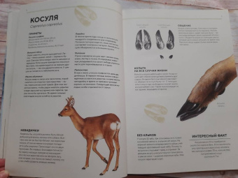 Хольгер Хааг: Лесные животные в натуральную величину