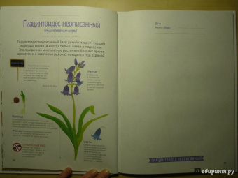 Корнек Дюмон-Ле: Мой цветочный гербарий. Цветы и семена