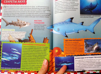 Акулы, киты и дельфины