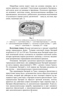 Галиуллин, Госманов, Гумеров: Микробиология, санитария и гигиена. Учебное пособие для СПО