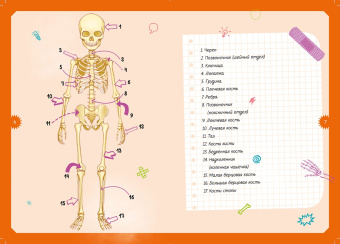 Адель Педрола: Тело человека. Интерактивная детская энциклопедия