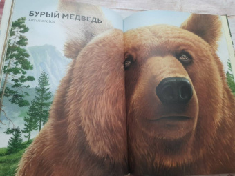 Хольгер Хааг: Лесные животные в натуральную величину