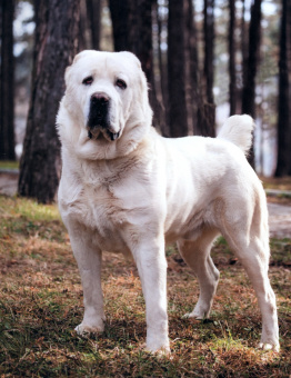 Ольга Тяжлова: Энциклопедия. Собаки
