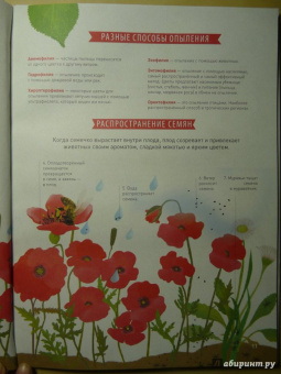 Корнек Дюмон-Ле: Мой цветочный гербарий. Цветы и семена