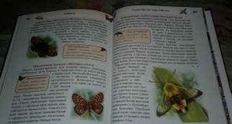 Людмила Соколова: Энциклопедия. Бабочки