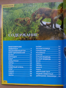 Сергей Рублев: Животные России. Иллюстрированная детская энциклопедия
