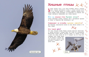 Птицы