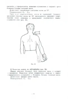 С. Полонский: Диагностика поражений спинномозговых нервов