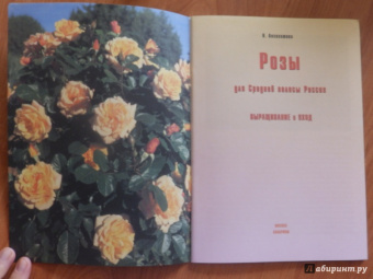 Наталья Анзигитова: Розы для Средней полосы России. Выращивание и уход