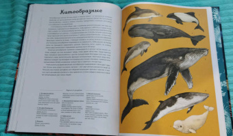 Лавдэй Триник: Океанариум