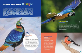 Птицы
