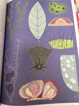 Гайя, Прескотт, Ли: Грибы