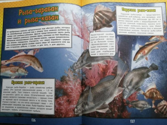 Ликсо, Кошевар: О подводном мире