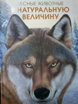 Хольгер Хааг: Лесные животные в натуральную величину