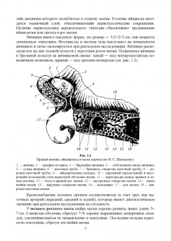 Федотов, Авдеенко, Лебедев: Ветеринарная гинекология
