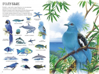 Селин Потард: Большой атлас животных