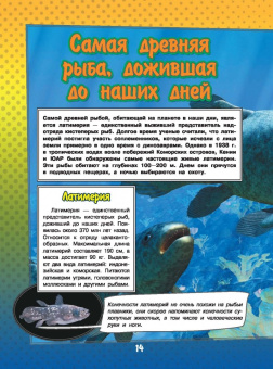 Ликсо, Кошевар: О подводном мире