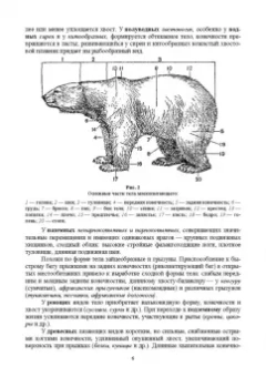 Машкин, Ларионова, Шевнина: Звери России. Учебное пособие