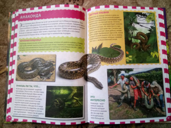 Джунгли. Животные и птицы