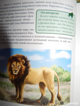 Владислав Щербак: Хочу знать. Львы