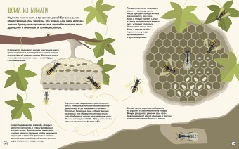 Банфи, Перабони: Что внутри? Как устроены дома животных