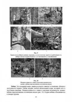 Анатолий Суворов: Основы полевых наблюдений. Следы жизнедеятельности зверей и птиц. Учебник для СПО