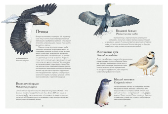 Бен Ротери: Океан и его обитатели