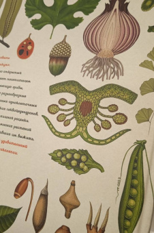 Кэти Уллис: Ботаникум