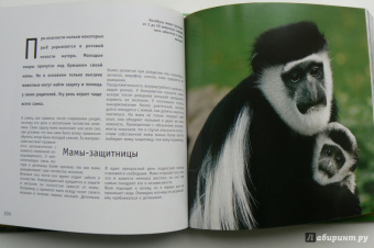 Детеныши животных. 1001 фотография