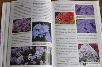 Игорь Матвеев: Флоксы метельчатые
