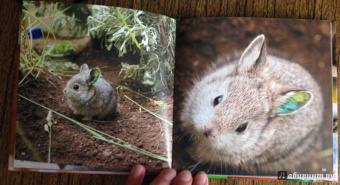 Блэйман, Истланд: Детеныши животных