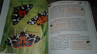 Людмила Соколова: Энциклопедия. Бабочки