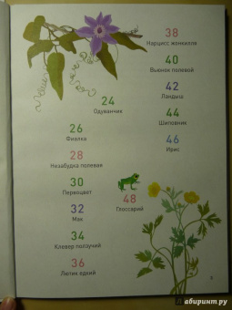 Корнек Дюмон-Ле: Мой цветочный гербарий. Цветы и семена
