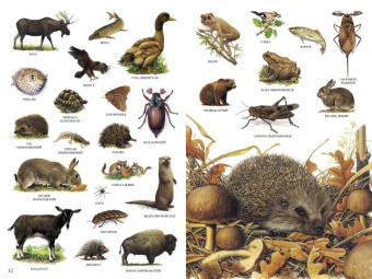 Селин Потард: Большой атлас животных