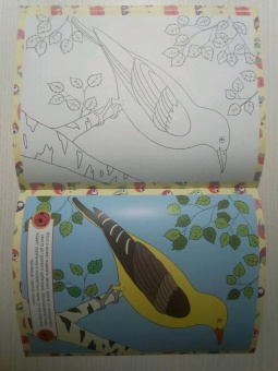Птицы. Детская раскраска