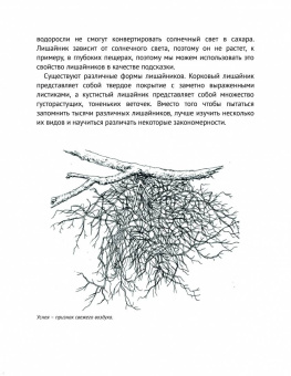Тристан Гули: Компас внутри. Как не заблудиться в лесу, выследить животных, предсказать погоду
