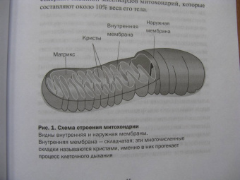 Ник Лэйн: Митохондрии и смысл жизни. Энергия, секс, самоубийство