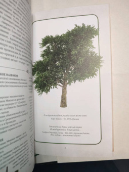 Джилл Дэвис: Тайный язык деревьев