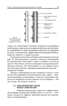 Медведев, Завалишина, Кутафина: Физиология мышечной и нервной систем. Учебное пособие
