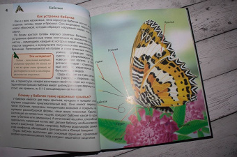 Людмила Соколова: Энциклопедия. Бабочки