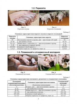 Геннадий Бажов: Основы свиноводства. Учебное пособие. СПО