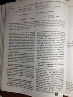 Авдеева, Алейникова, Андрианова: Биохимия. Учебник