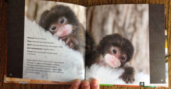 Блэйман, Истланд: Детеныши животных