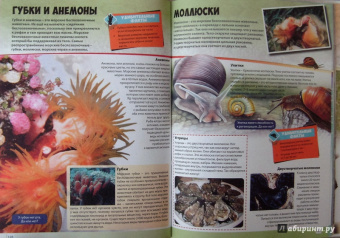 Большая книга животного мира