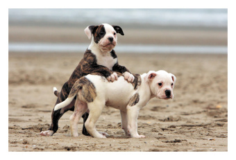 Наталья Куйе: Моя любимая книга о животных