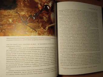 Марк Моффетт: Приключения среди муравьев. Путешествие по земному шару с триллионами суперорганизмов