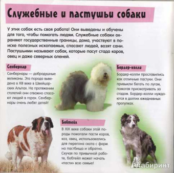 Гав-шоу